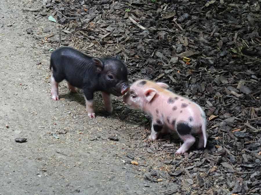 Mini-Schwein Ferkel im Grünen Zoo Wuppertal am 14. Juni 2015