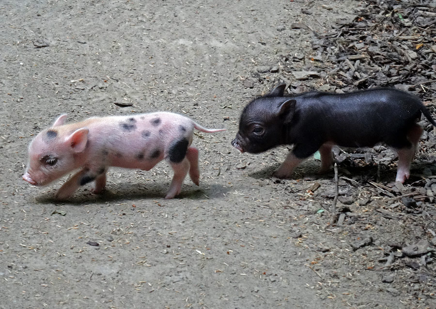 Mini-Schwein Ferkel im Wuppertaler Zoo am 14. Juni 2015