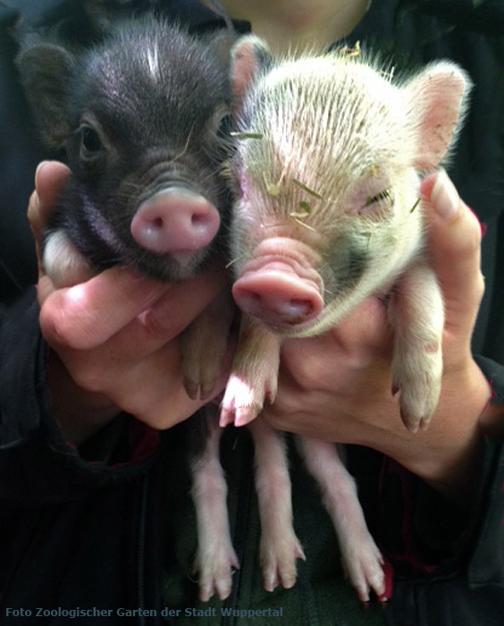 Micropigs-Schweinchen im Wuppertaler Zoo am 21. Juni 2015