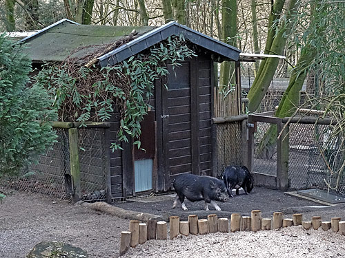 Mini-Schwein-Elternpaar am 28. Januar 2016 im Grünen Zoo Wuppertal