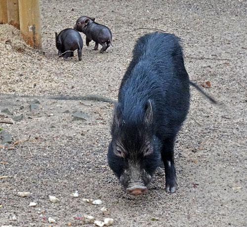 Mini-Schwein-Jungtiere Ende Januar 2016 im Grünen Zoo Wuppertal