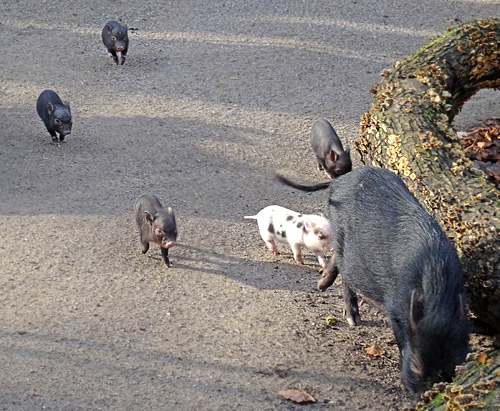 Mini-Schwein-Jungtiere am 6. Februar 2016 im Wuppertaler Zoo