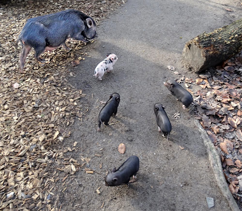 Mini-Schwein-Jungtiere am 6. Februar 2016 im Grünen Zoo Wuppertal