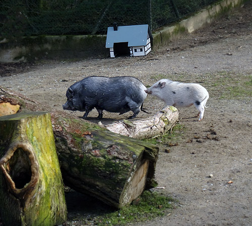 Hängebauchschwein ROSI und Mini-Schwein SMARTIE am 26. Februar 2016 im JuniorZoo im Zoologischen Garten der Stadt Wuppertal