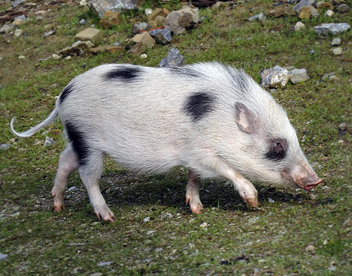 Mini-Schwein SMARTIE am 26. Februar 2016 im JuniorZoo im Grünen Zoo Wuppertal