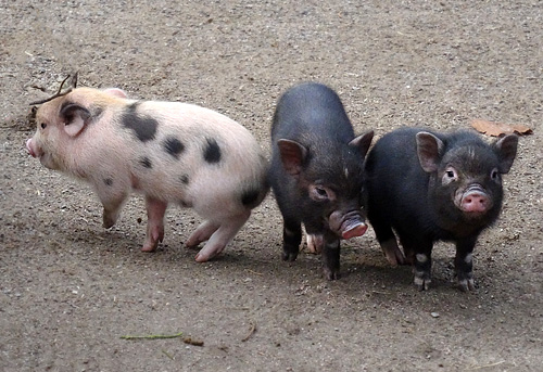 Drei Mini-Schwein Ferkel am 28. Februar 2016 im Grünen Zoo Wuppertal