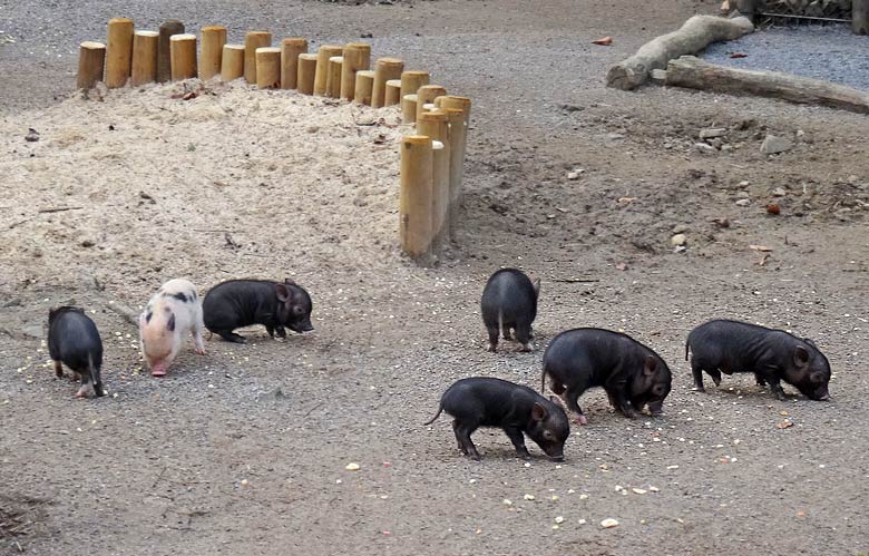 Sieben Mini-Schwein Ferkel am 28. Februar 2016 im Grünen Zoo Wuppertal