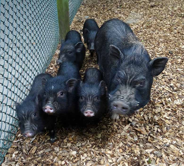 Mini-Schwein mit fünf Ferkeln am 12. Juni 2016 im Zoologischen Garten der Stadt Wuppertal