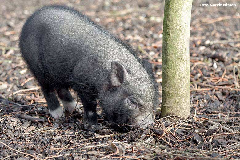 Mini-Schwein-Nachwuchs am 9. März 2018 auf der Außenanlage im Zoologischen Garten Wuppertal (Foto Gerrit Nitsch)