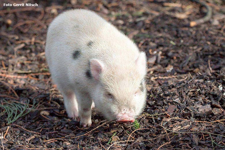 Mini-Schwein-Nachwuchs am 9. März 2018 auf der Außenanlage im Wuppertaler Zoo (Foto Gerrit Nitsch)