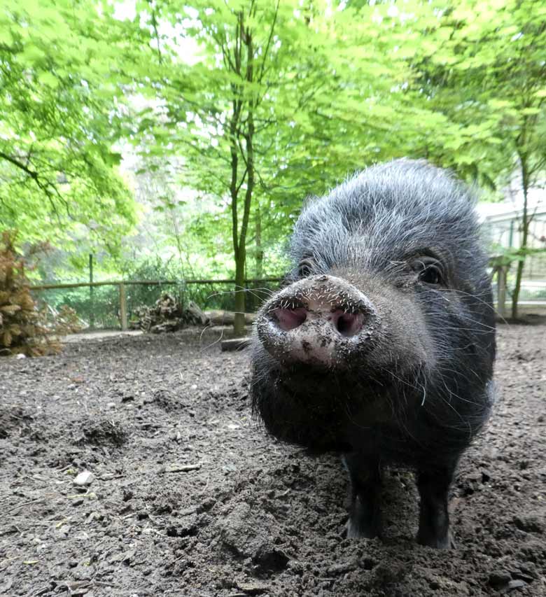 Mini-Schwein am 3. Juni 2018 auf der Außenanlage im Grünen Zoo Wuppertal