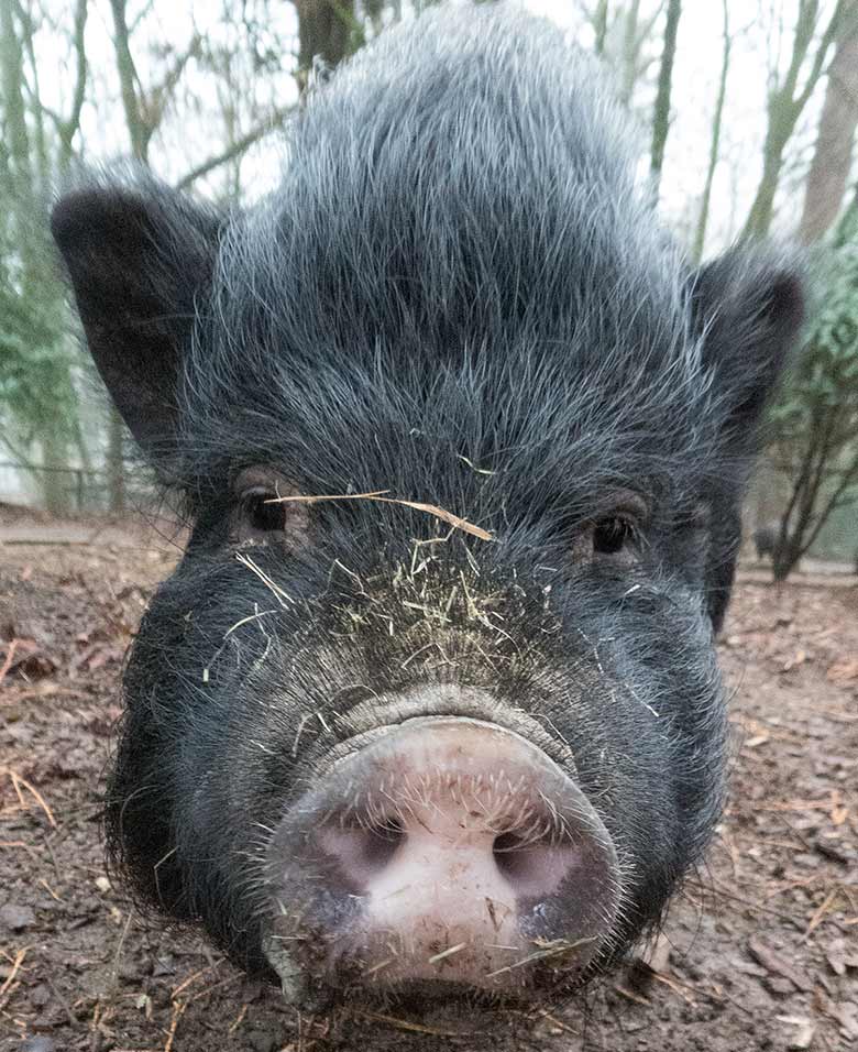 Mini-Schwein am 29. Dezember 2018 auf der Außenanlage im Grünen Zoo Wuppertal