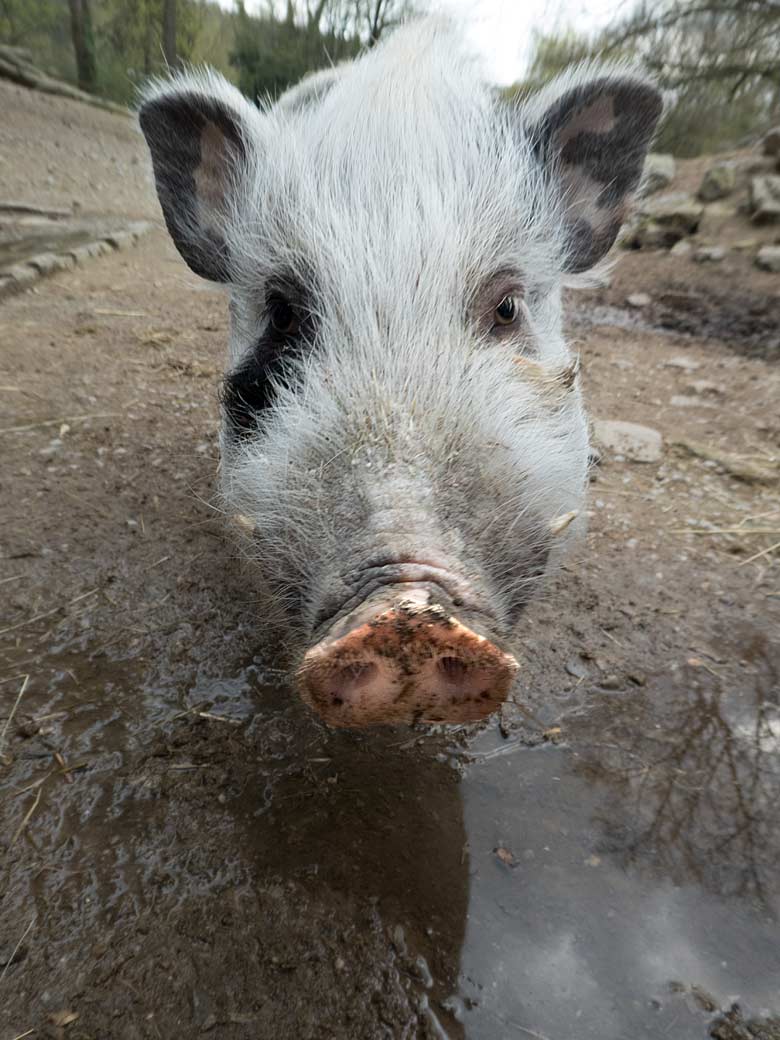 Mini-Schwein am 6. April 2019 auf der Außenanlage am JuniorZoo im Wuppertaler Zoo