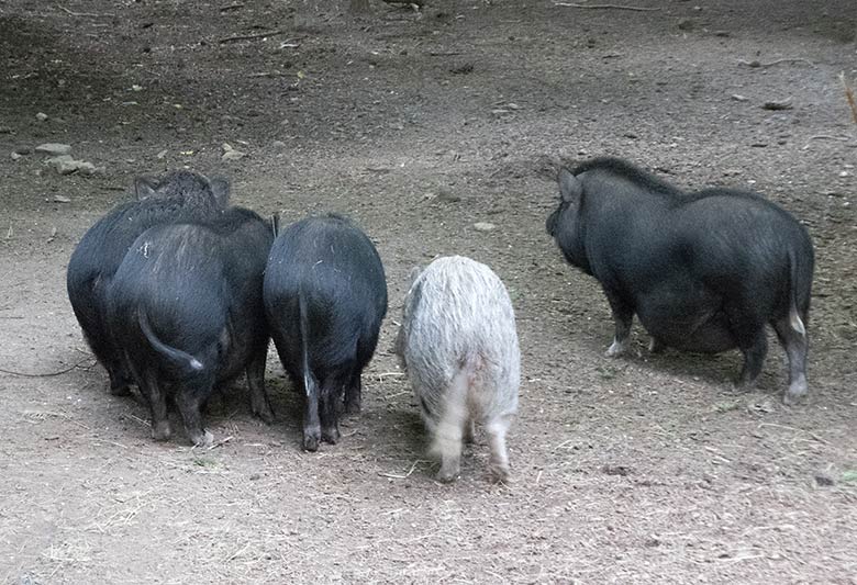 Fünf Mini-Schweine am 26. Mai 2019 auf der Außenanlage in der Nähe des Affenhauses im Zoologischen Garten Wuppertal