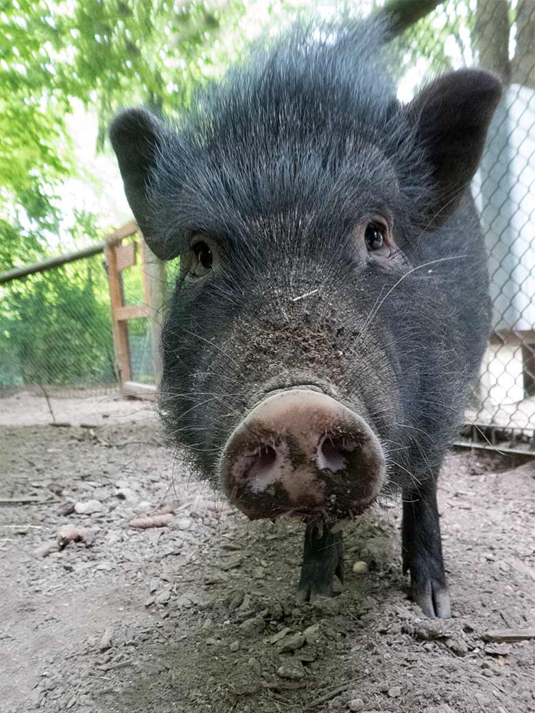 Mini-Schwein am 26. Mai 2019 auf der Außenanlage in der Nähe des Affenhauses im Zoo Wuppertal