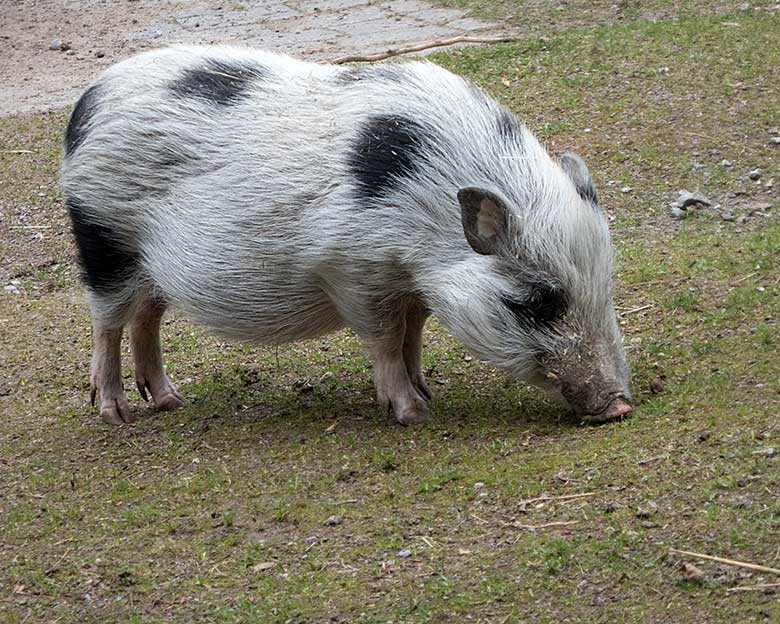 Mini-Schwein am 30. Mai 2019 auf der Außenanlage am JuniorZoo im Grünen Zoo Wuppertal