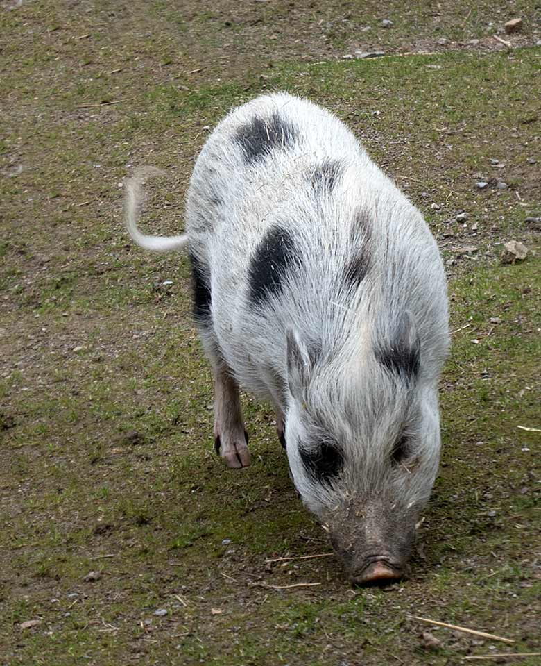 Mini-Schwein am 30. Mai 2019 auf der Außenanlage am JuniorZoo im Wuppertaler Zoo