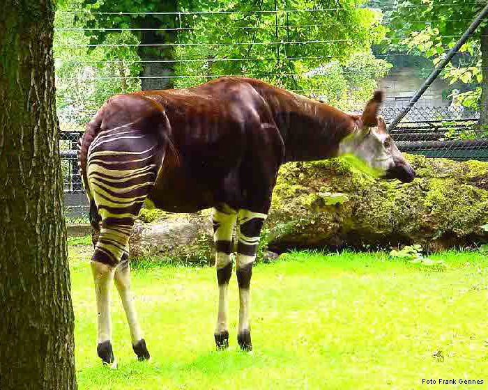 Okapi im Wuppertaler Zoo Juni 2004 (Foto Frank Gennes)