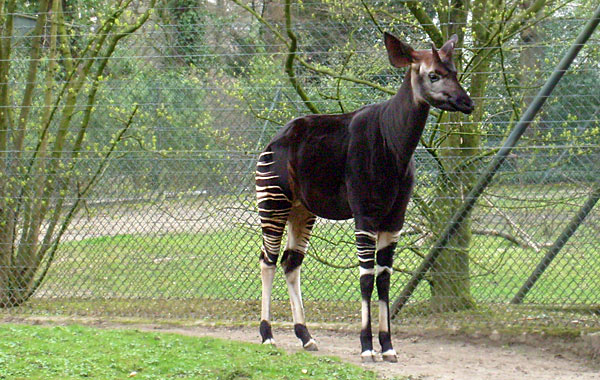 Okapi im Wuppertaler Zoo im April 2008