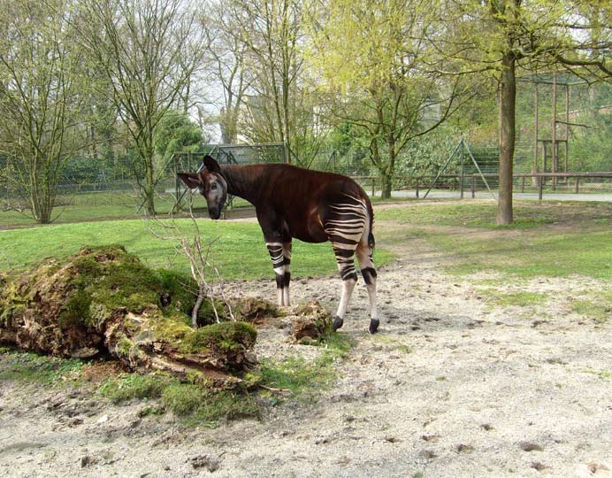 Okapi im Zoo Wuppertal im April 2008