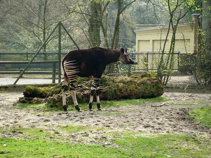 Okapi im Zoologischen Garten Wuppertal im April 2008