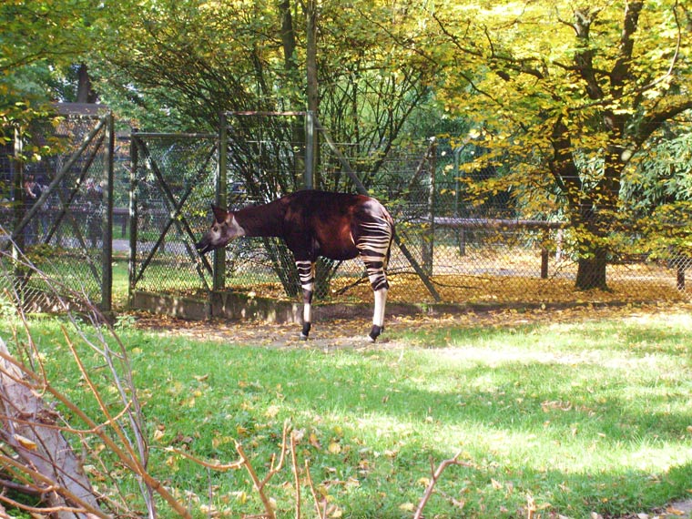 Okapi im Wuppertaler Zoo im Oktober 2008