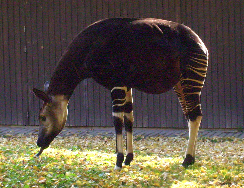 Okapi im Zoo Wuppertal im Oktober 2008