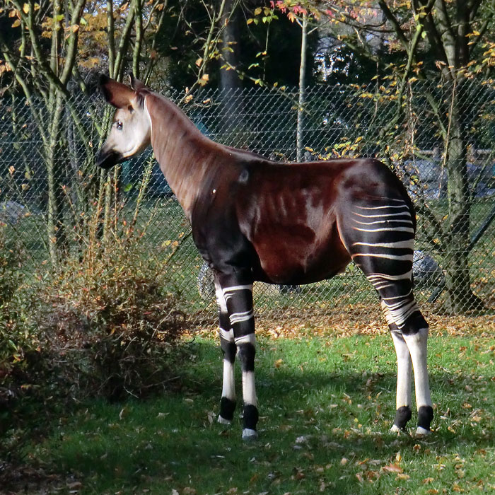 Okapi im Wuppertaler Zoo im November 2011