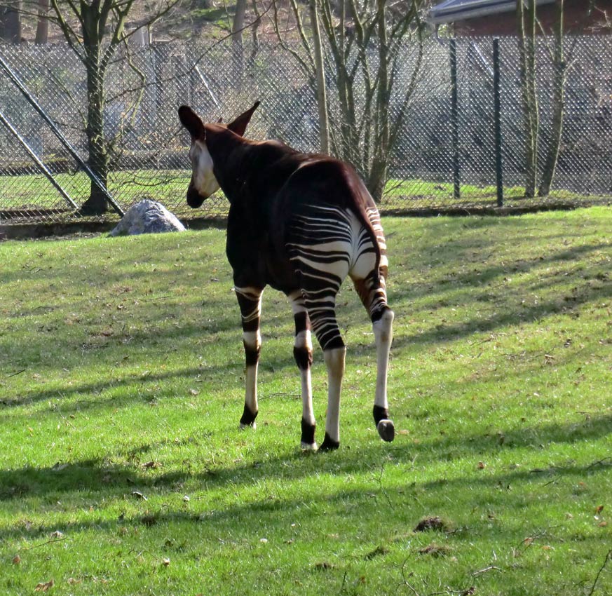 Okapi im Zoologischen Garten Wuppertal im März 2012