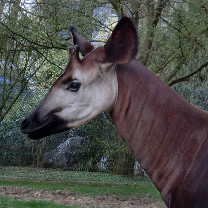 Okapi im Wuppertaler Zoo im April 2012