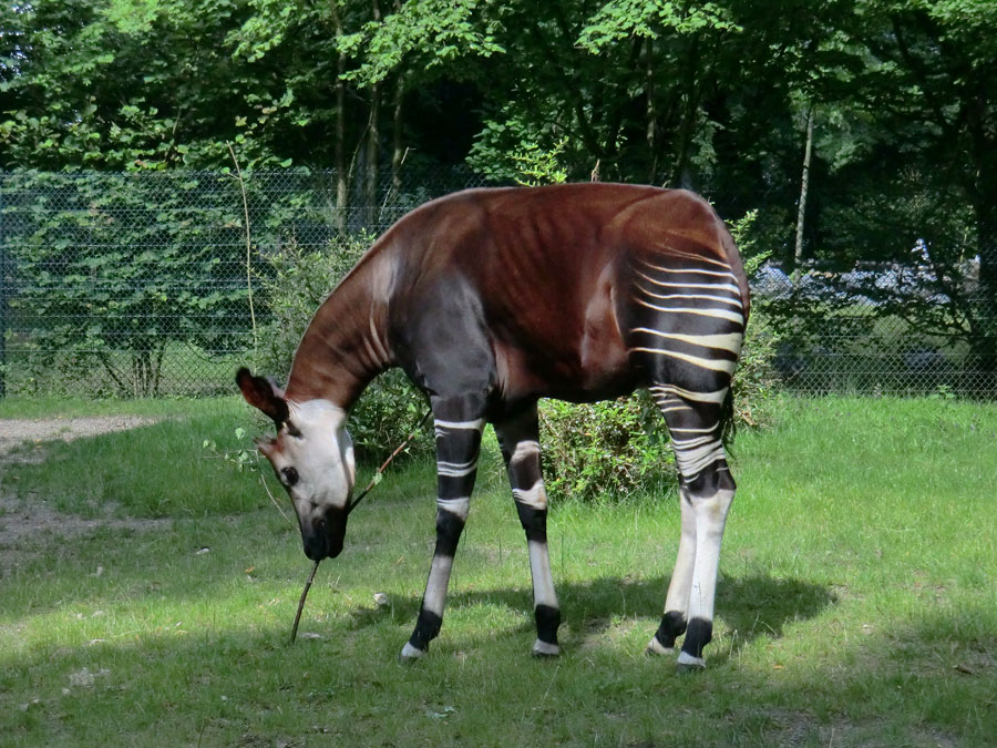 Okapi im Zoo Wuppertal im Juli 2012