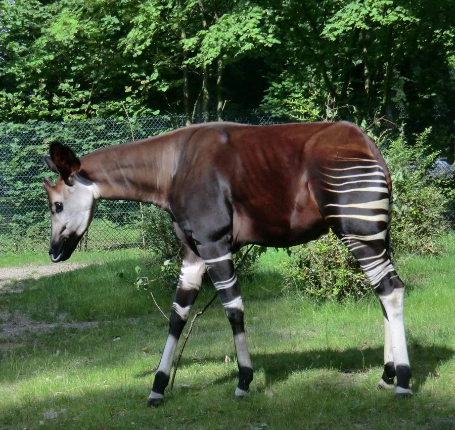 Okapi im Zoologischen Garten Wuppertal im Juli 2012
