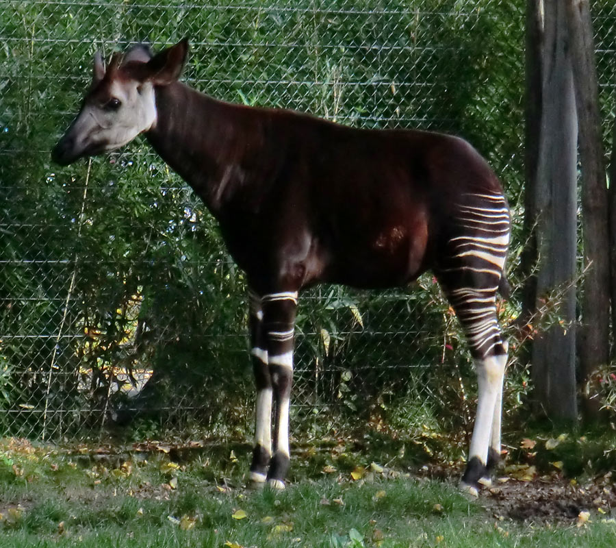 Okapi im Wuppertaler Zoo am 20. Oktober 2012