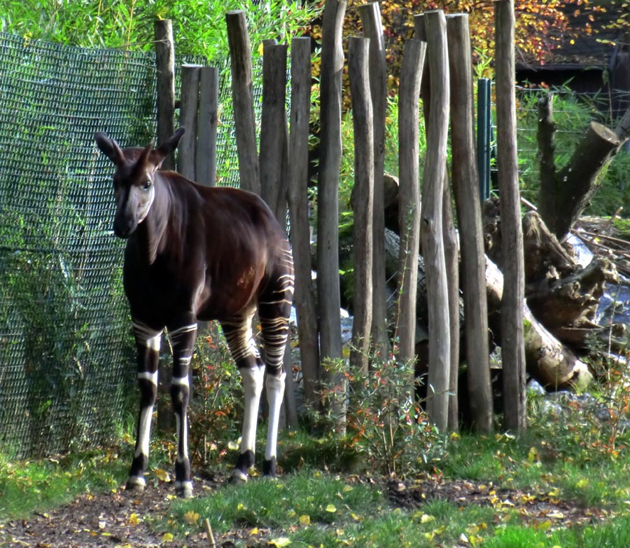 Okapi im Zoo Wuppertal am 20. Oktober 2012