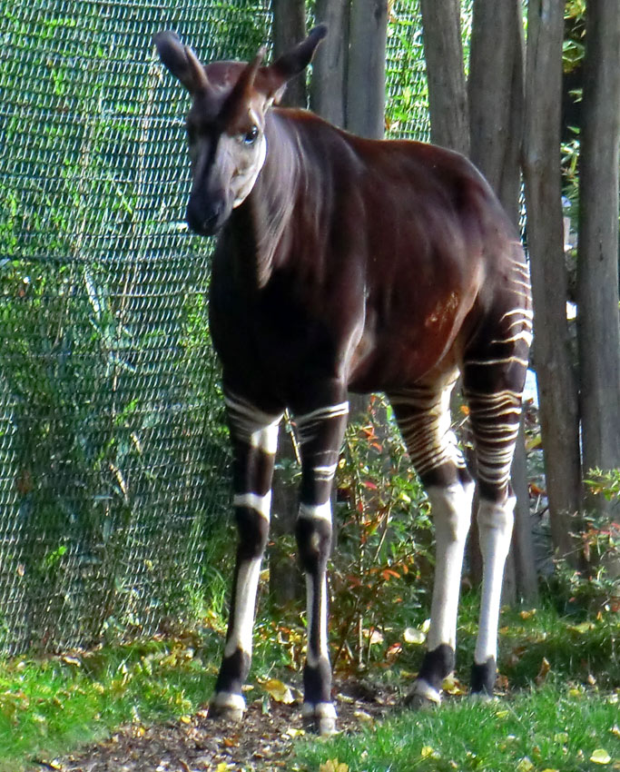 Okapi im Zoologischen Garten Wuppertal am 20. Oktober 2012