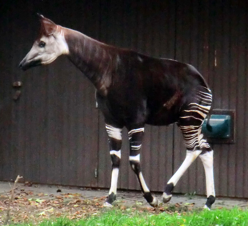 Okapi im Wuppertaler Zoo am 10. November 2012