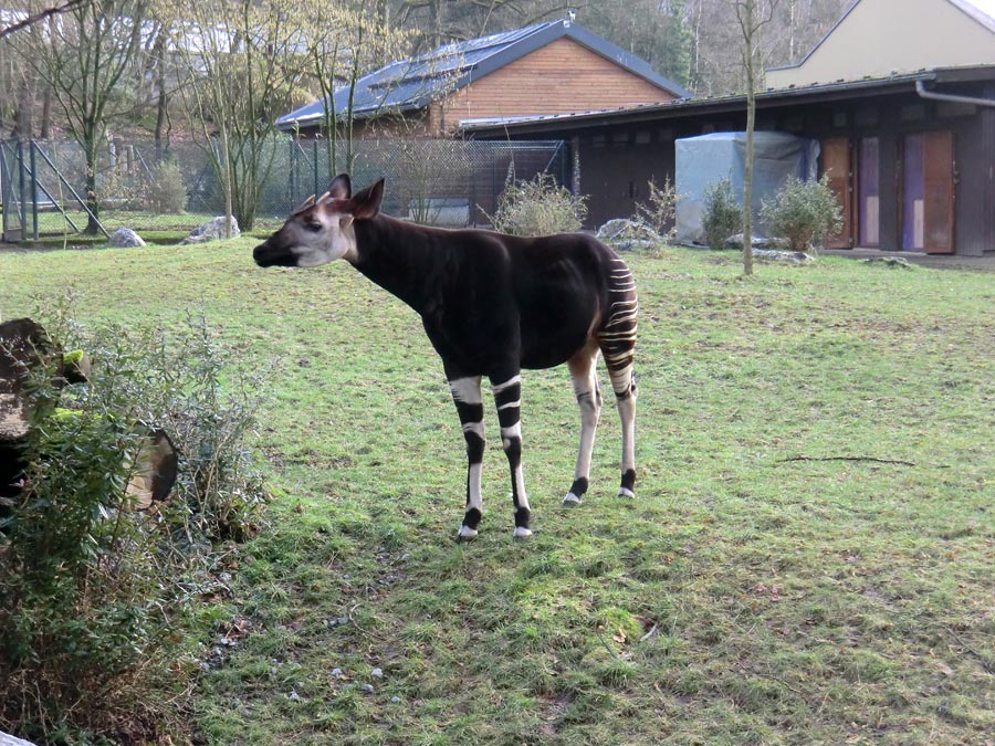 Okapi-Bulle DETO im Zoo Wuppertal im Februar 2013