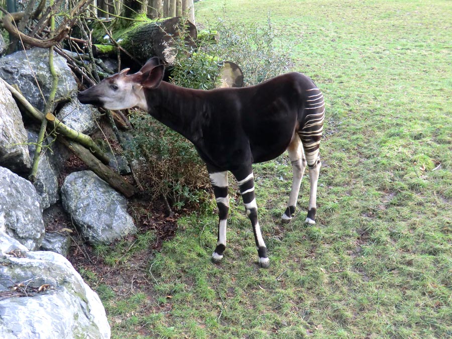 Okapi-Bulle DETO im Wuppertaler Zoo im Februar 2013