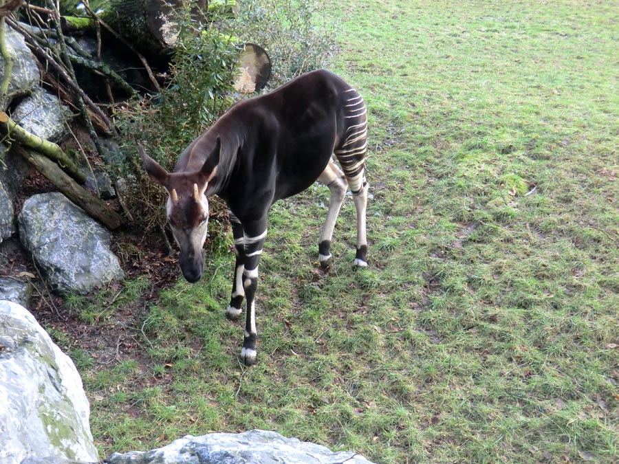 Okapi-Bulle DETO im Zoo Wuppertal im Februar 2013