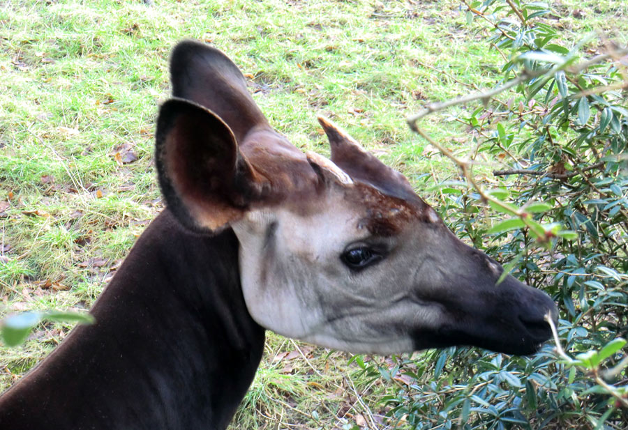 Okapi-Bulle DETO im Zoologischen Garten Wuppertal im Februar 2013