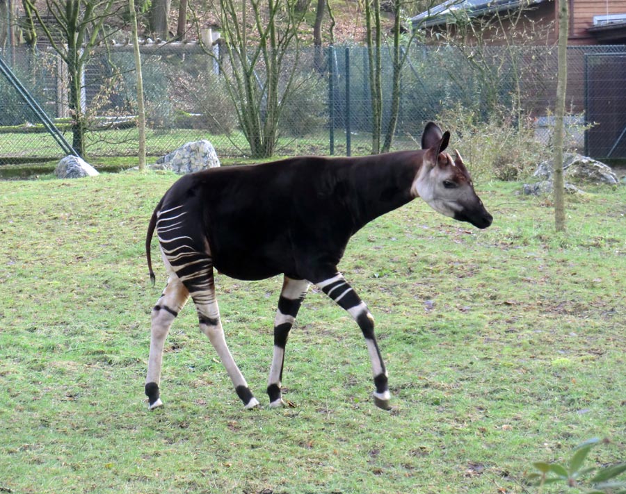 Okapi-Bulle DETO im Wuppertaler Zoo im Februar 2013