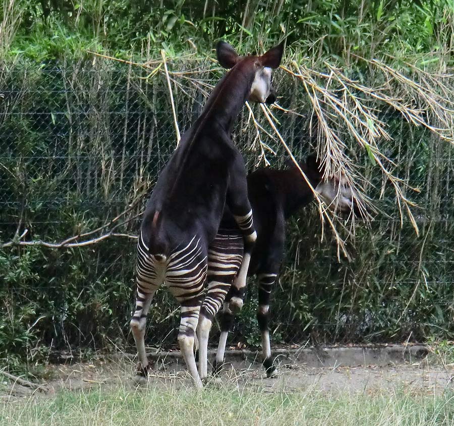 Okapis beim Paarungsversuch im Zoo Wuppertal am 11. August 2013