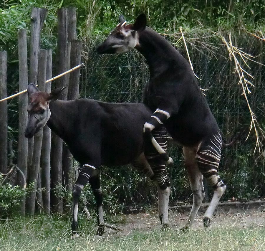 Okapis beim Paarungsversuch im Zoo Wuppertal am 11. August 2013