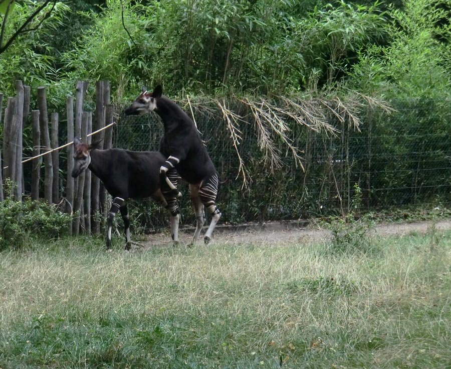 Okapis beim Paarungsversuch im Wuppertaler Zoo am 11. August 2013