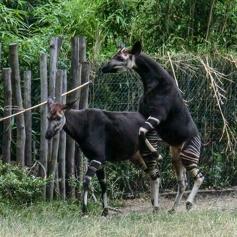 Okapi-Kuh LOMELA und Okapi-Bulle DETO beim Paarungsversuch am 11. August 2013 im Grünen Zoo Wuppertal