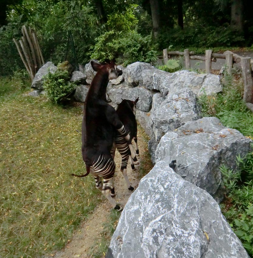 Okapis beim Paarungsversuch im Zoologischen Garten Wuppertal am 11. August 2013