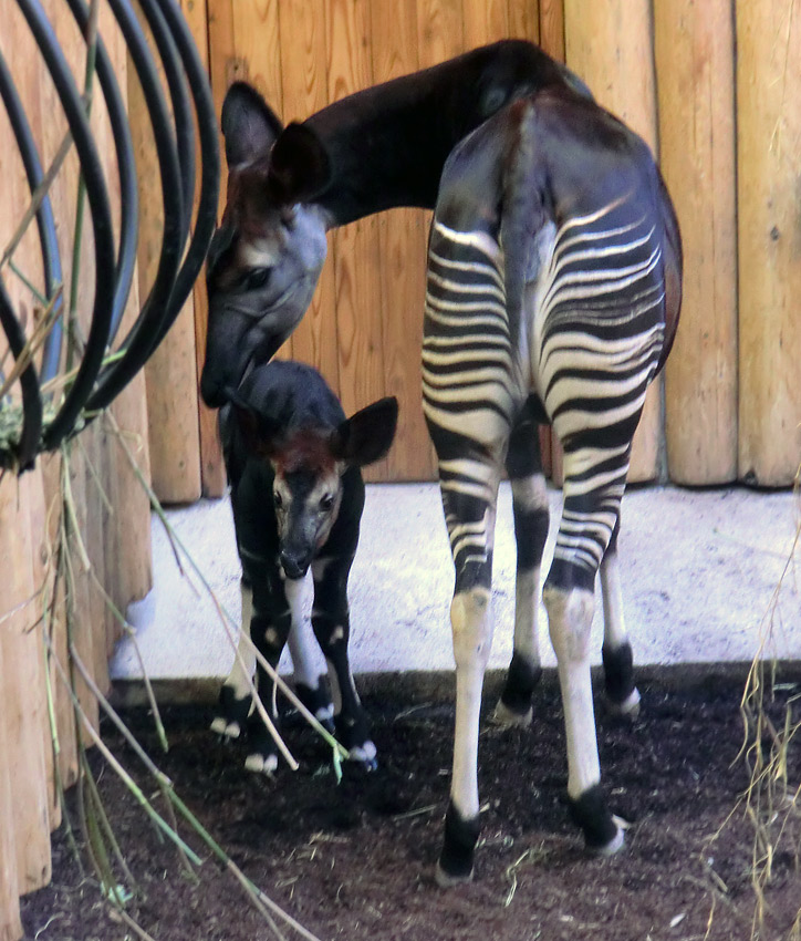 Okapi-Jungtier ZIA mit Okapi-Mutter LOMELA im Wuppertaler Zoo am 8. November 2014
