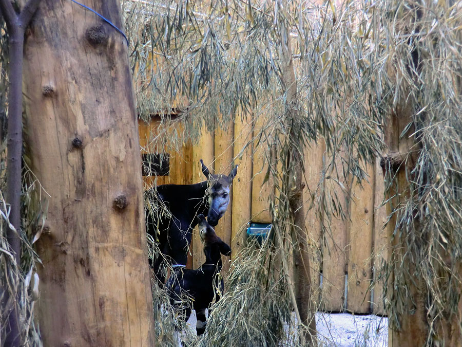 Okapi-Mutter LOMELA mit Okapi-Jungtier ZIA im Zoologischen Garten Wuppertal am 8. November 2014