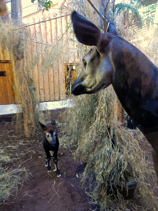 Okapi-Jungtier ZIA mit Okapi-Mutter LOMELA im Zoologischen Garten Wuppertal am 8. November 2014