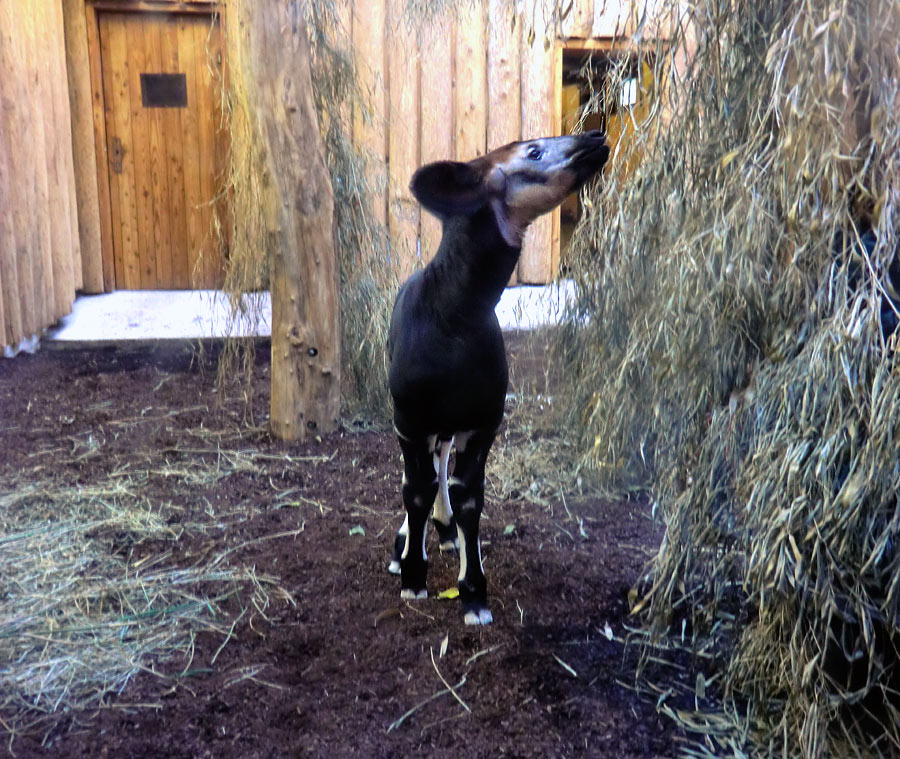 Okapi-Jungtier ZIA im Grünen Zoo Wuppertal am 8. November 2014